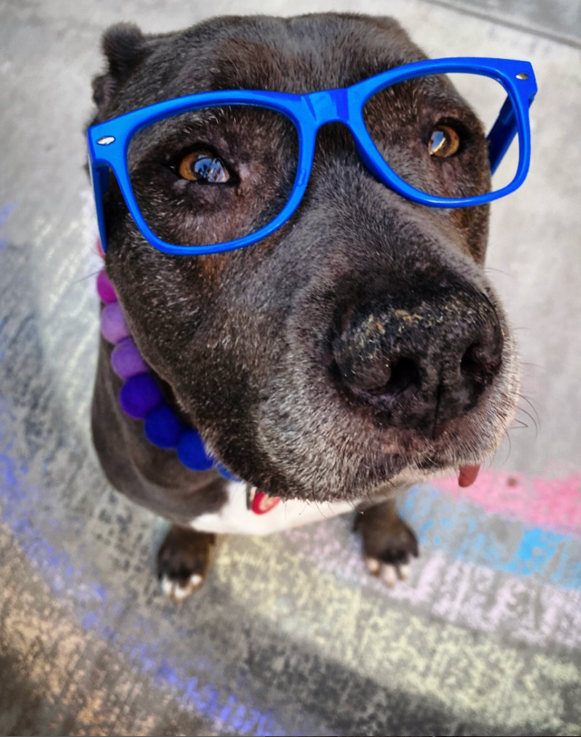 Dominic the pitbull wearing blue glasses
