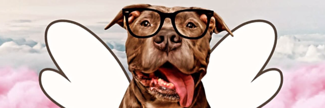 Pitbull with glasses and angel wings